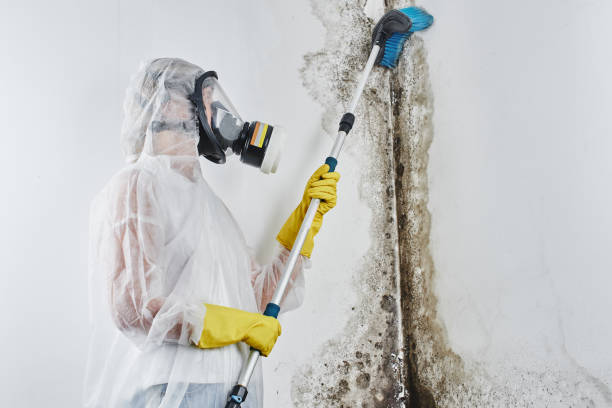 Best Crawl Space Mold Removal  in Diamondhead, MS