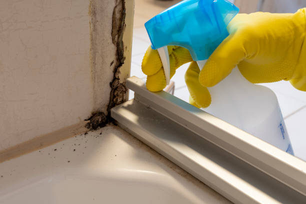 Best Residential Mold Removal  in Diamondhead, MS