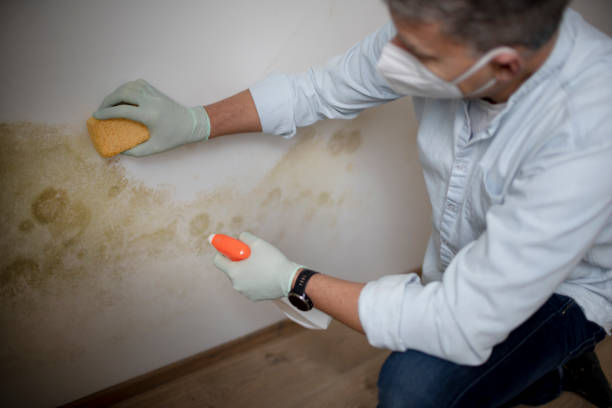Best Mold Removal Company Near Me  in Diamondhead, MS