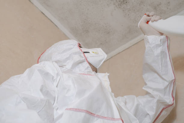Best Same-Day Mold Removal  in Diamondhead, MS