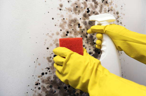 Best Mold Removal Near Me  in Diamondhead, MS