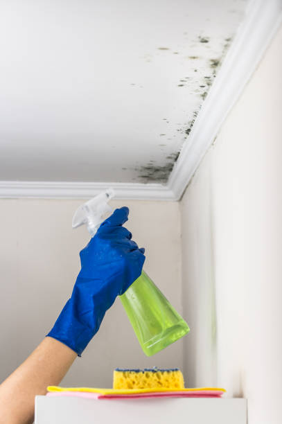 Best Office Mold Removal Services  in Diamondhead, MS